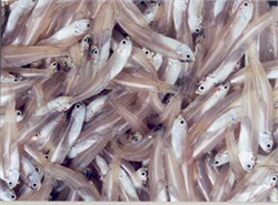 White Anchovy